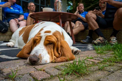 Dolle Dwaze Zondag, foto 3